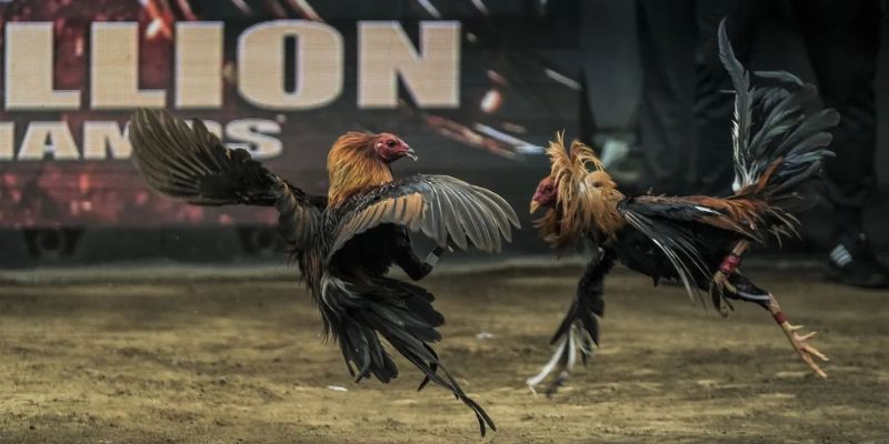 Cá Cược Đá Gà - Cơ Hội Tìm Kiếm Tiền Thưởng Khủng 3 Hình thức cược đá gà bất bại dành cho thành viên