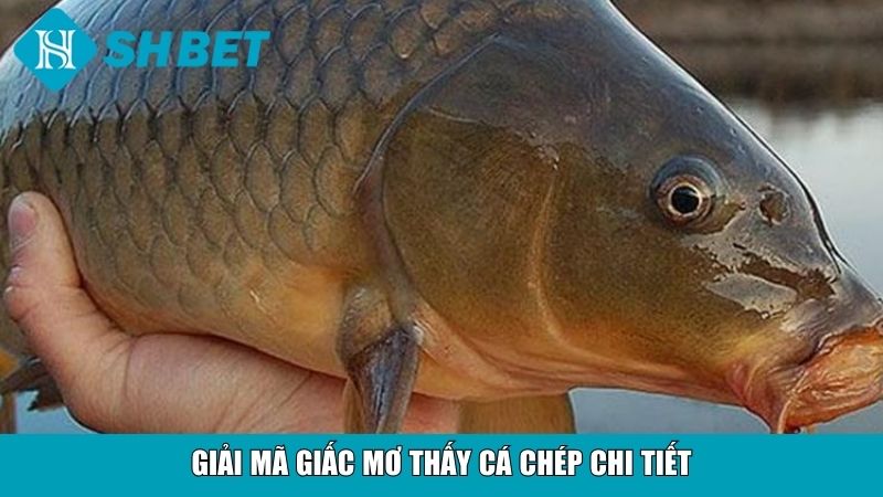 Giải Mã Giấc Mơ Thấy Cá Chép Và Ý Nghĩa Tài Lộc 3 Giải mã giấc mơ thấy cá chép chi tiết